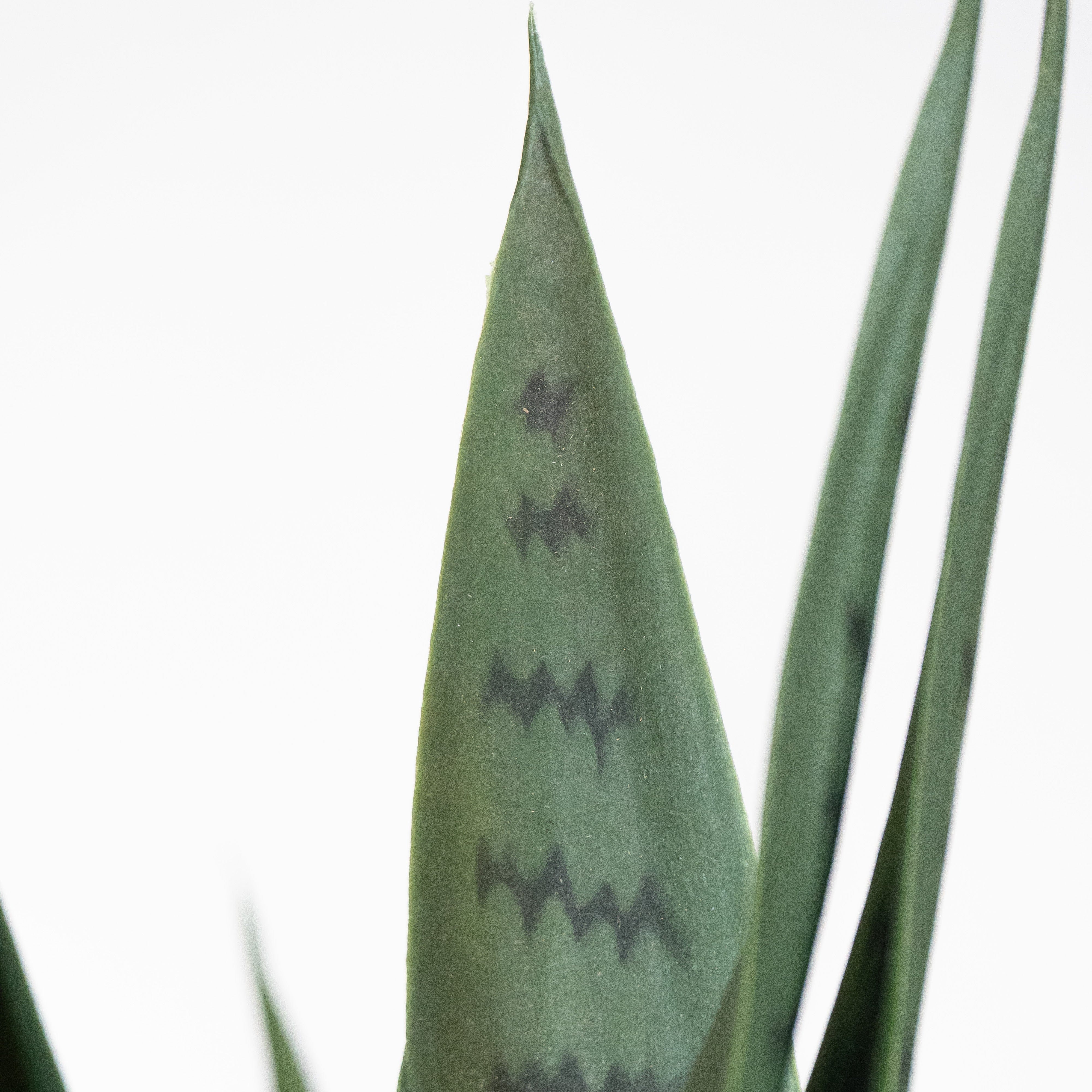 Sansevieria Verde