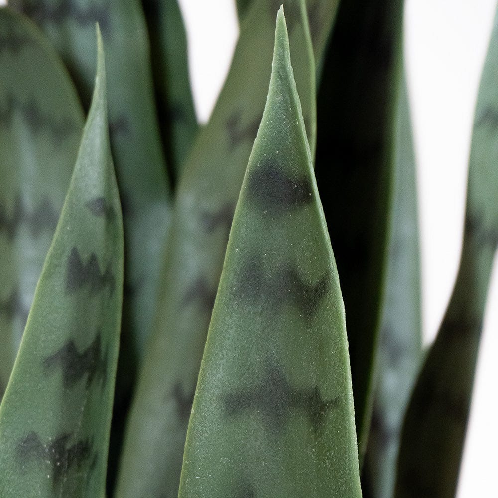 Sansevieria Verde