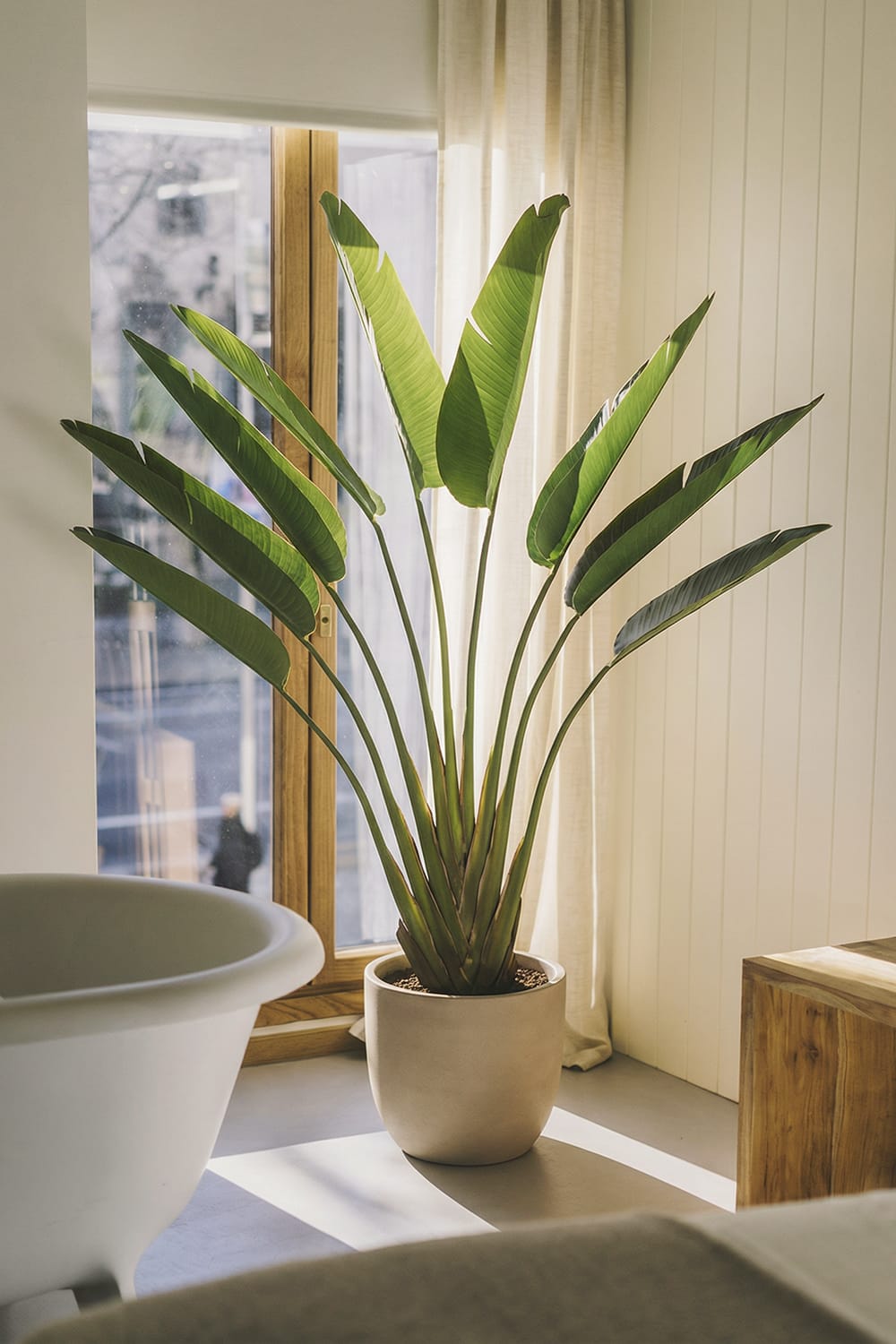 Strelitzia Tree