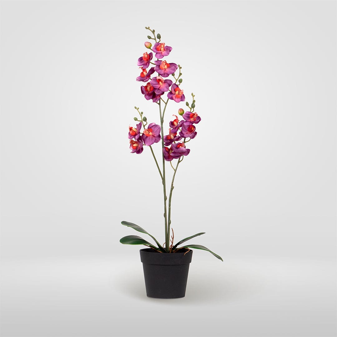 Orquídea Single Fucsia