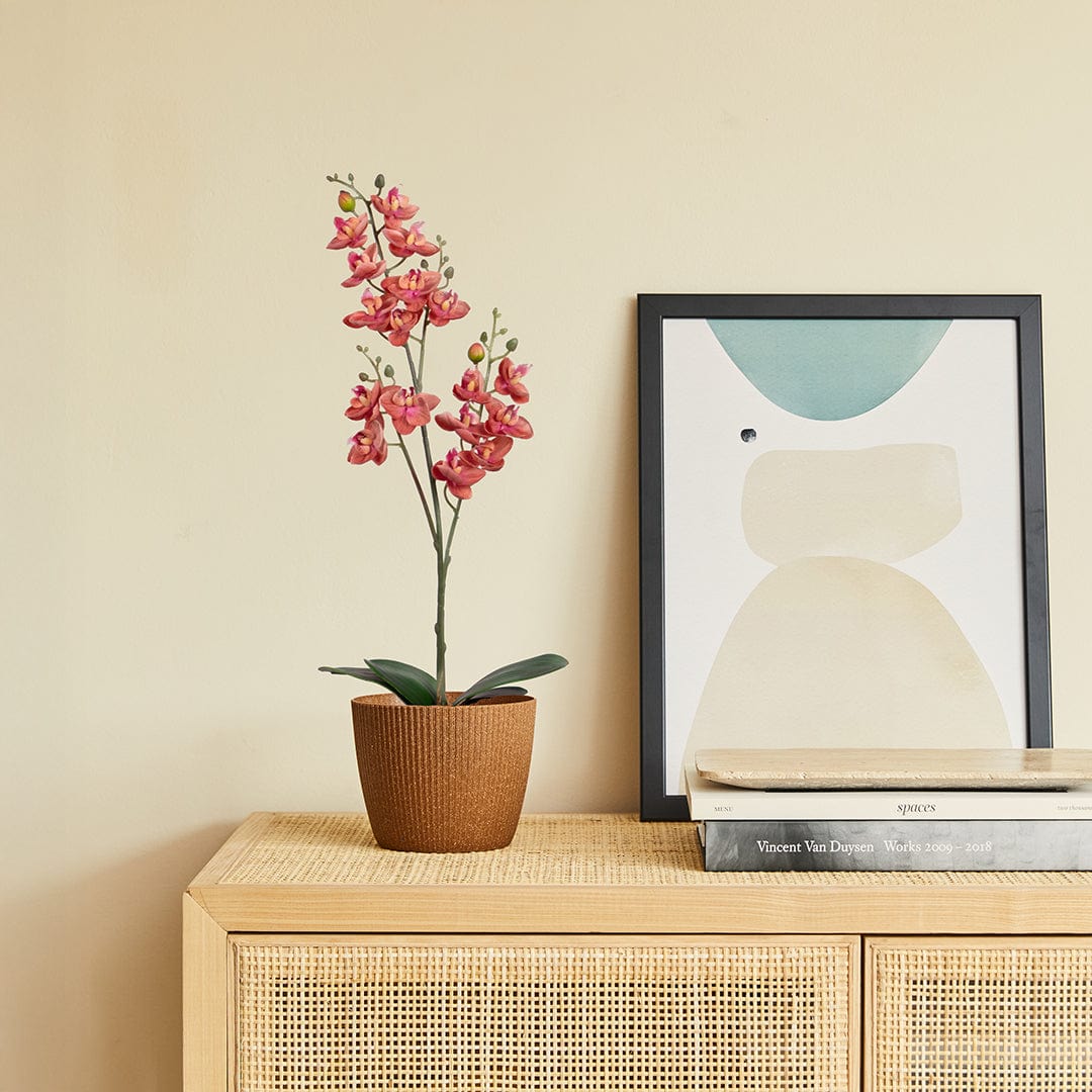 Orquídea Single Rosa