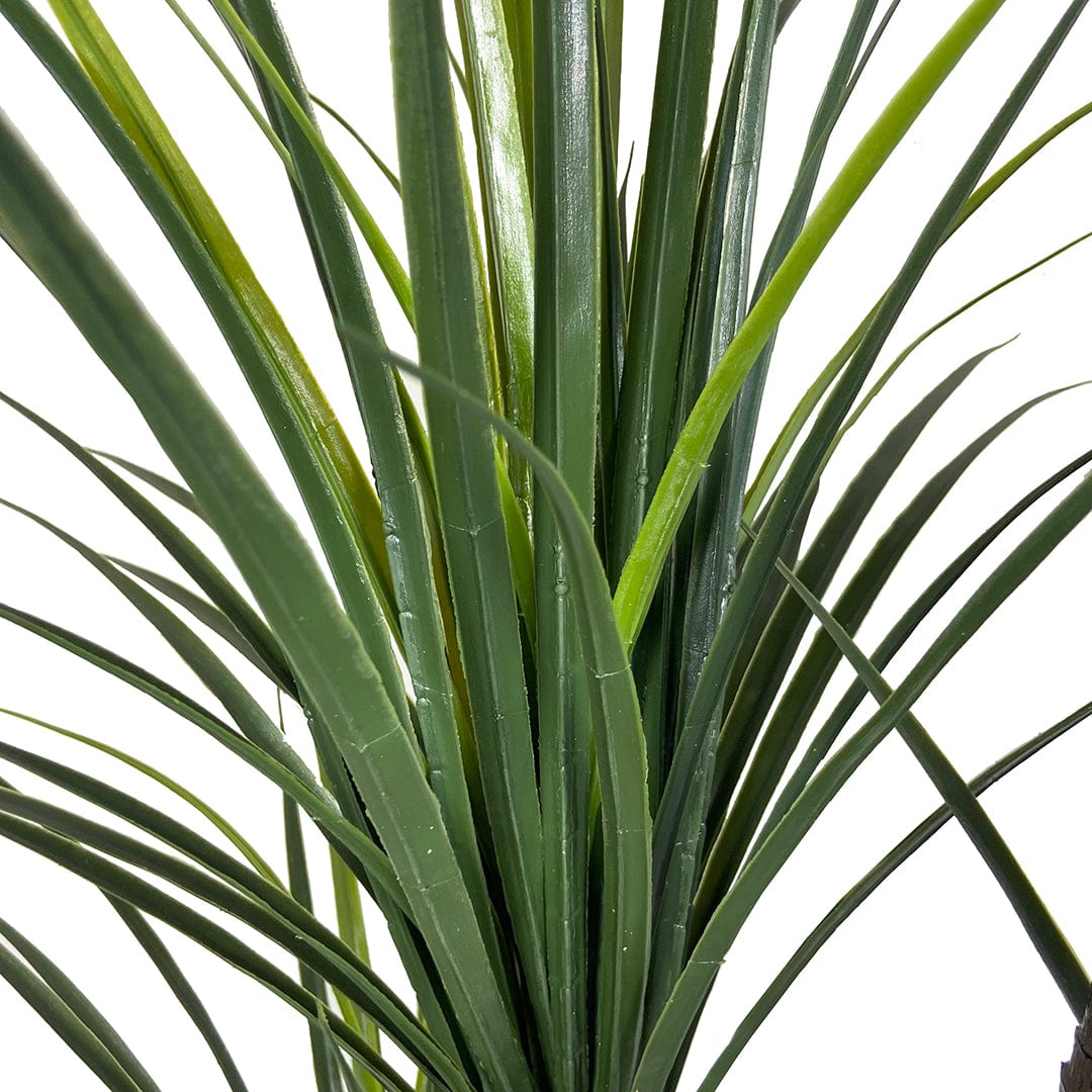 Yuca Japonesa