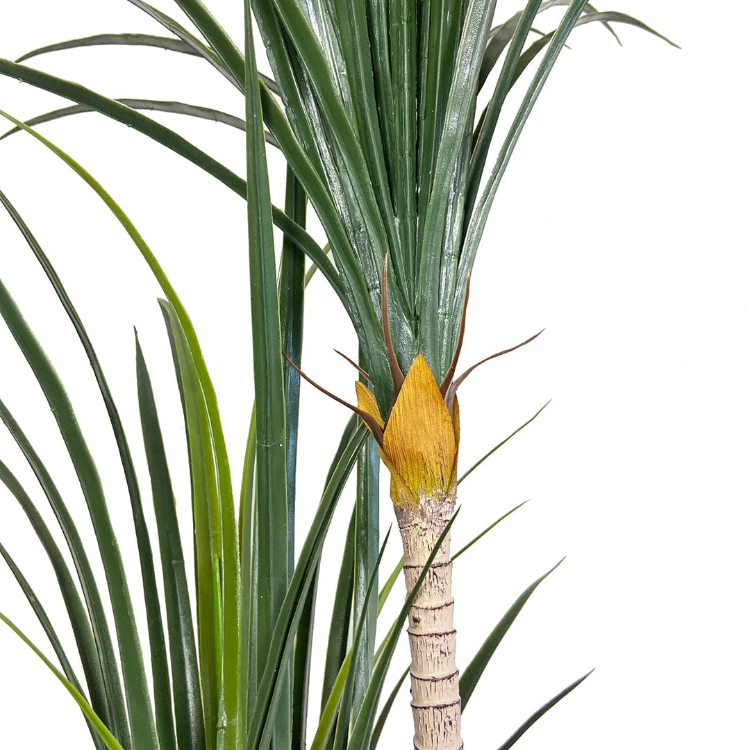 Yuca Japonesa