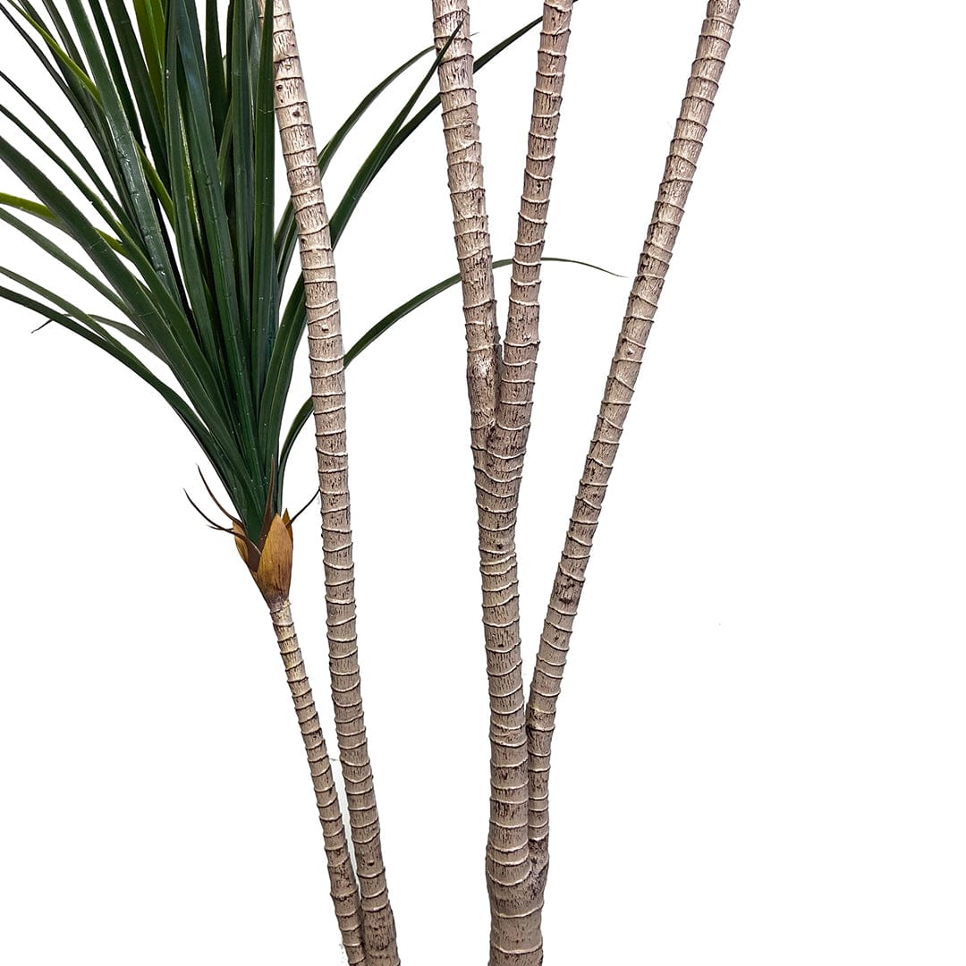 Yuca Japonesa