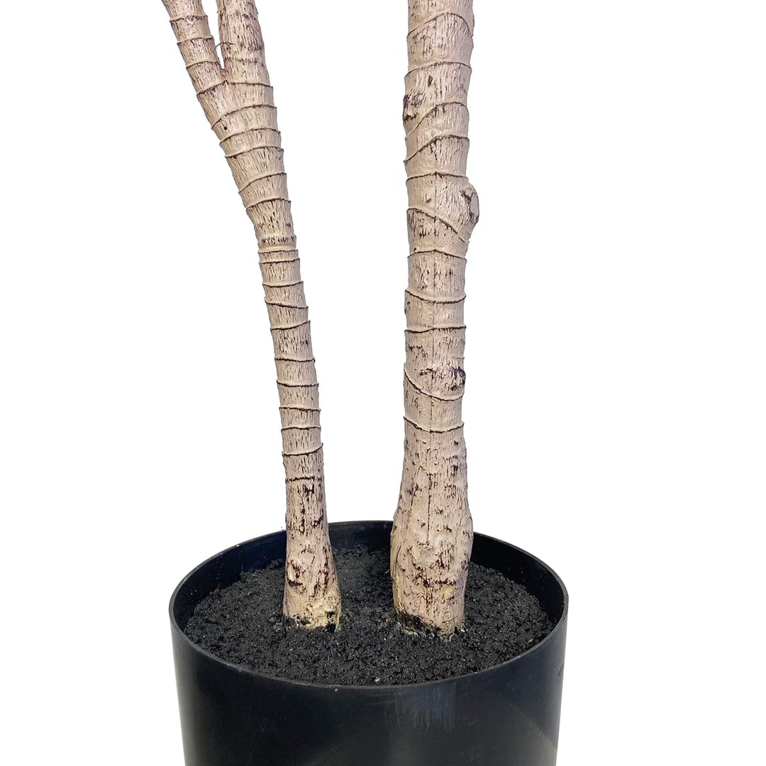 Yuca Japonesa