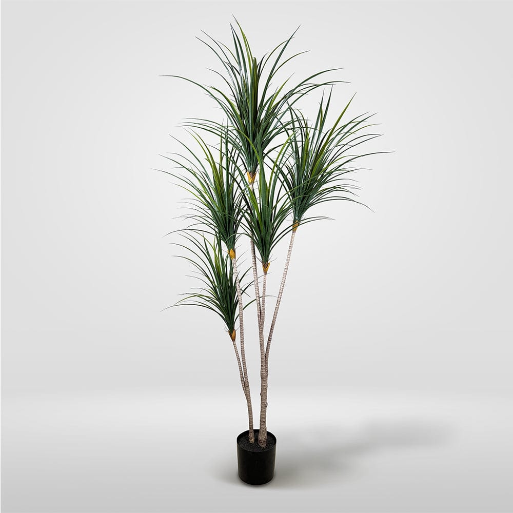 Yuca Japonesa