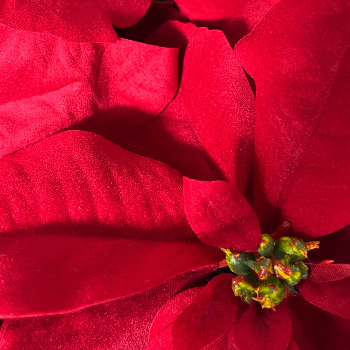 Poinsettia