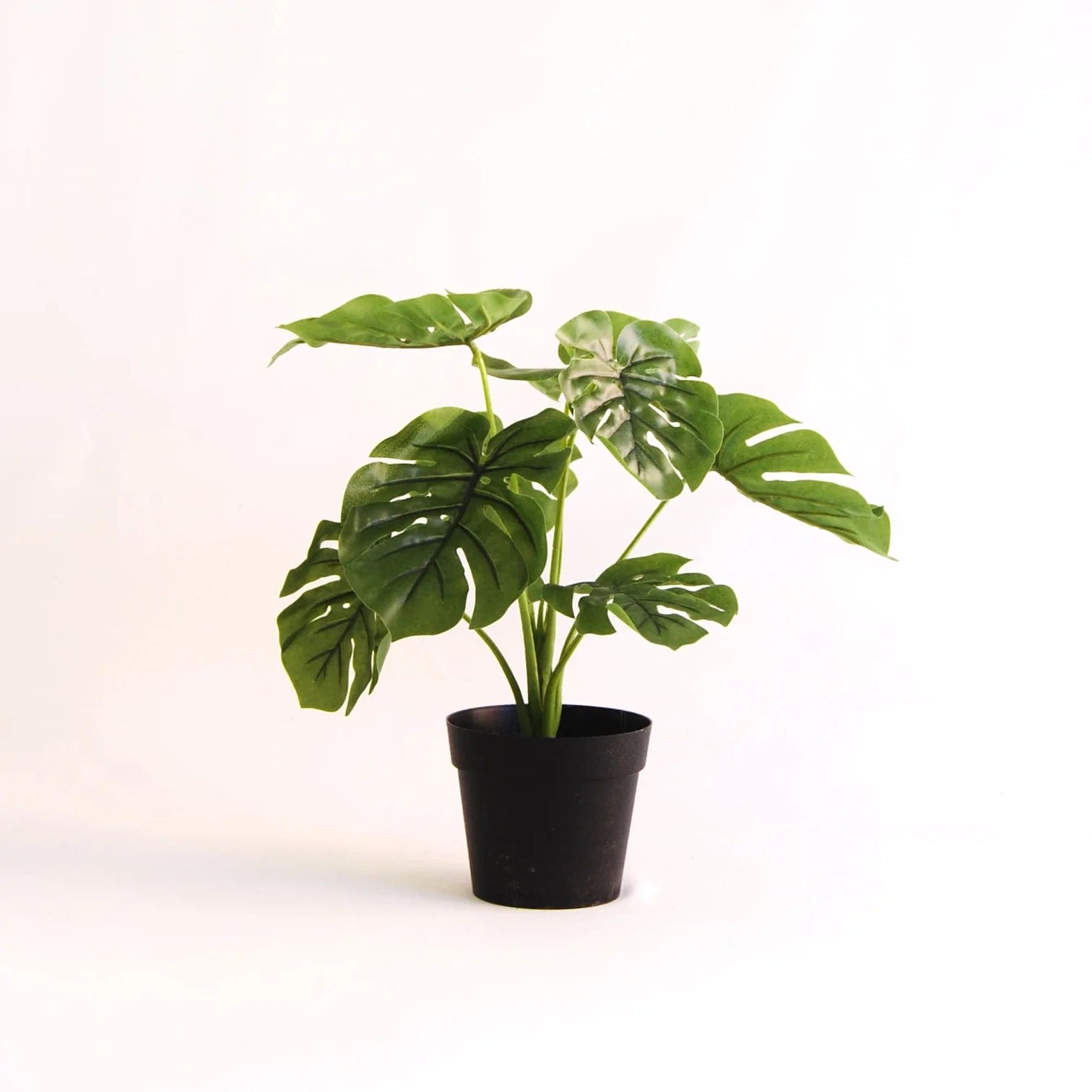 Monstera Mini