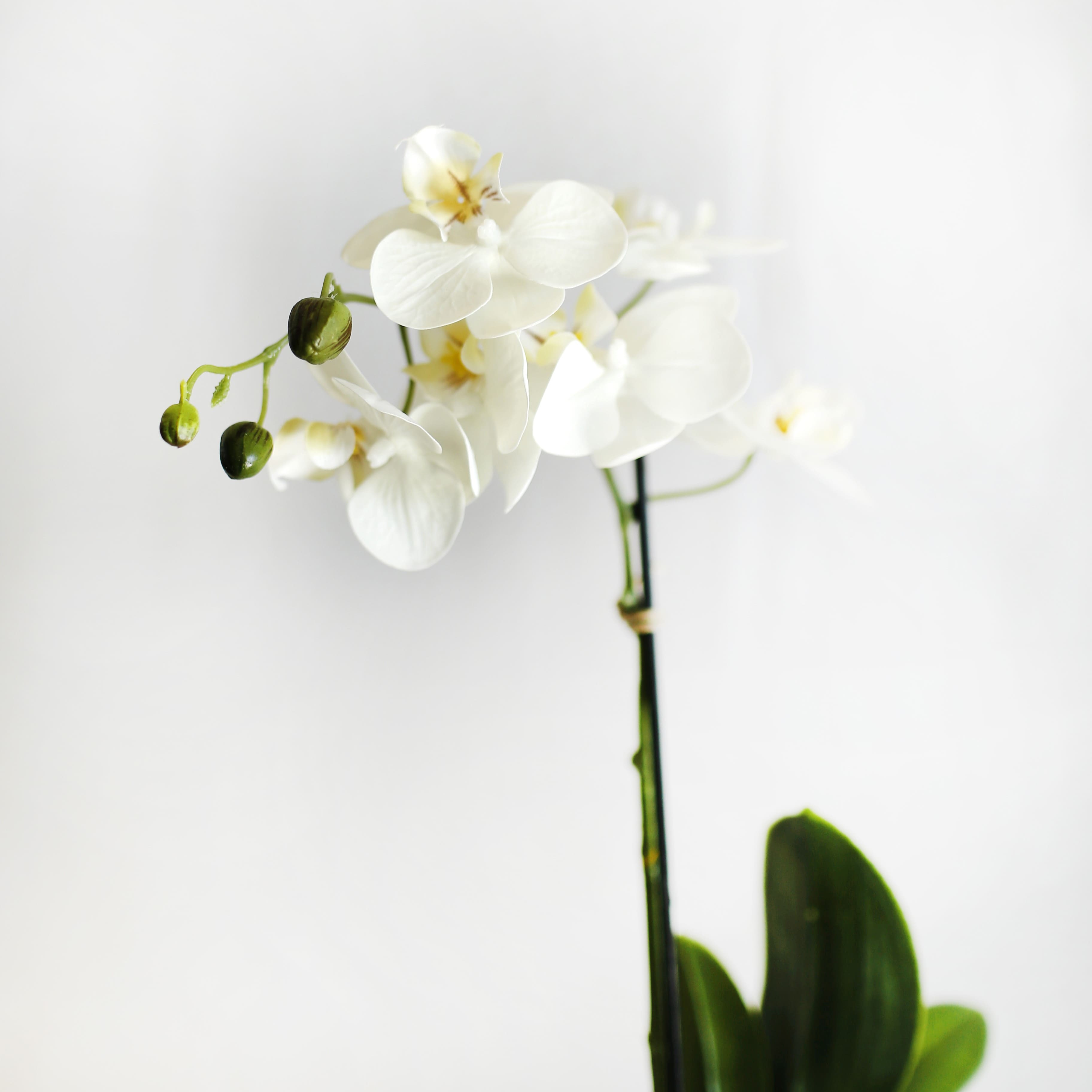Orquídea Cerámica