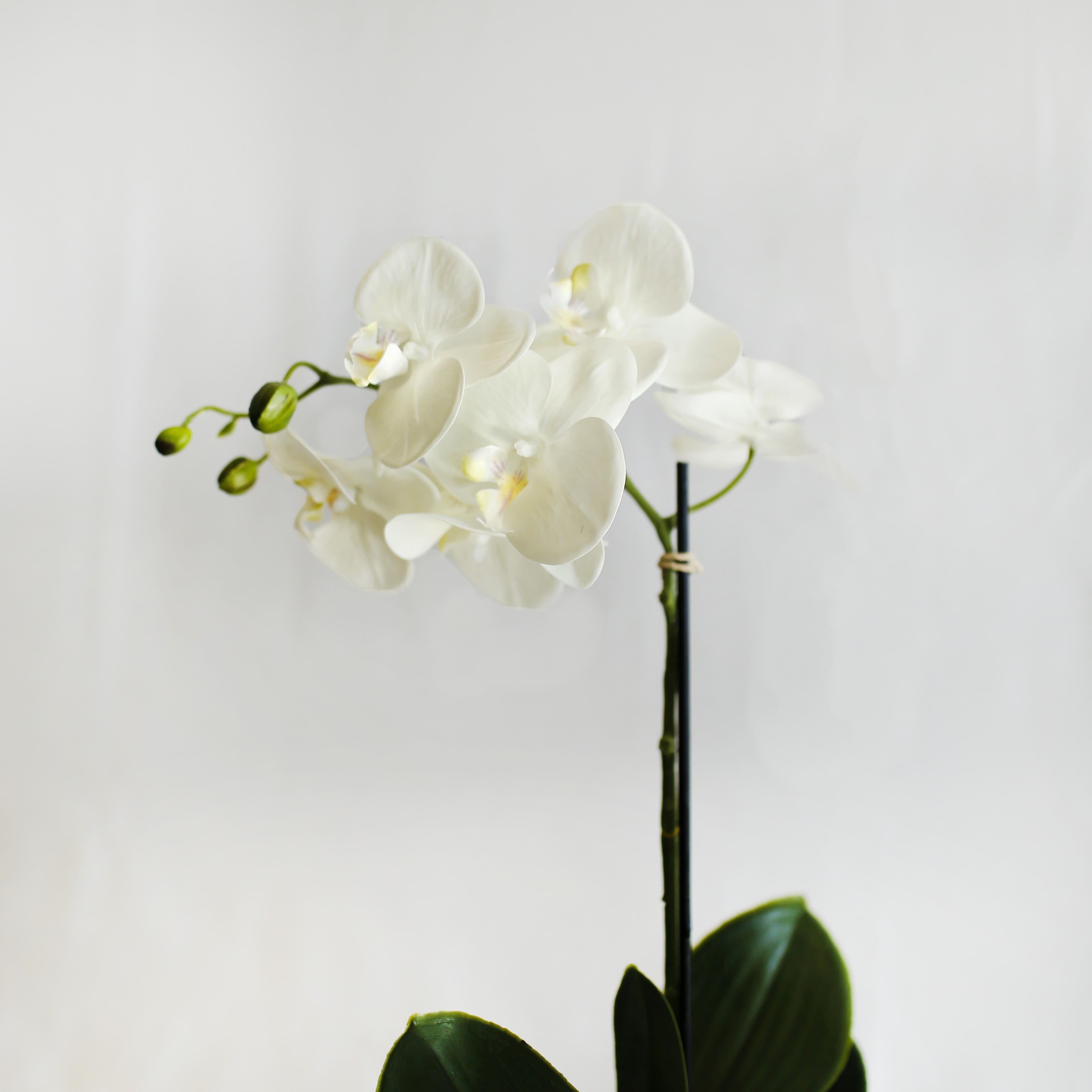 Orquídea Mística Blanca